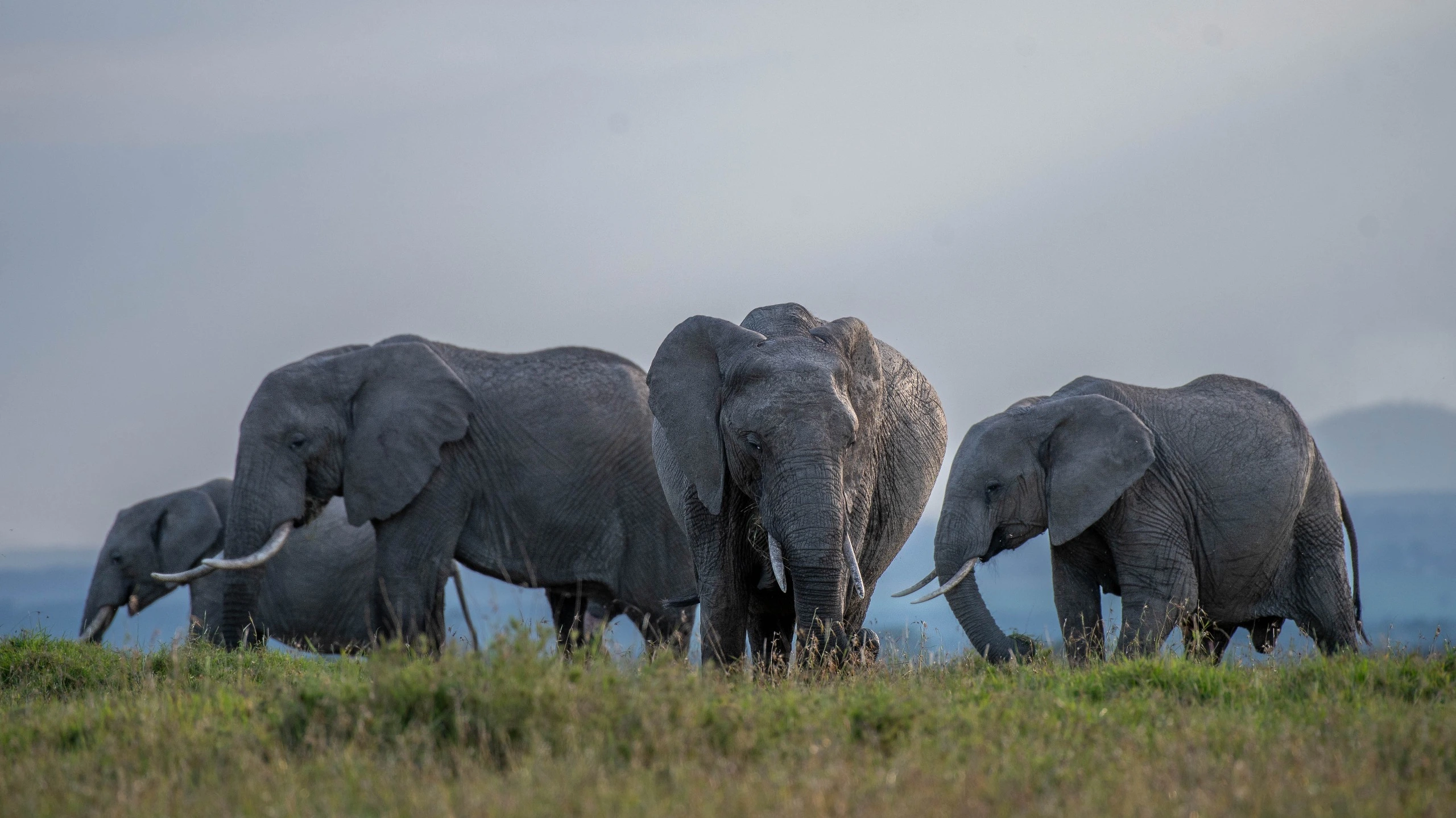 From girl in the wild to frontline vet the story of Dr-Florence Kangethe
